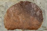 Paleocene Fossil Leaf (Zizyphoides) - Montana #356516-1